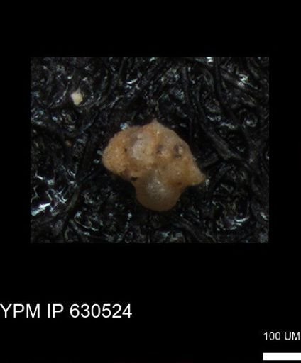 undet. Foraminiferida