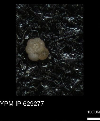 undet. Rugoglobigerinidae