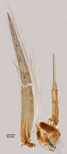 Mysis stenolepis