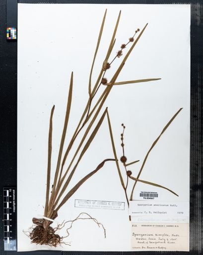 Sparganium chlorocarpum