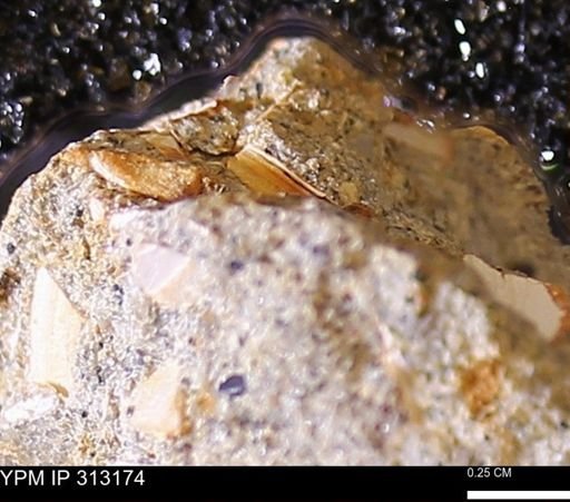 undet. Bivalvia