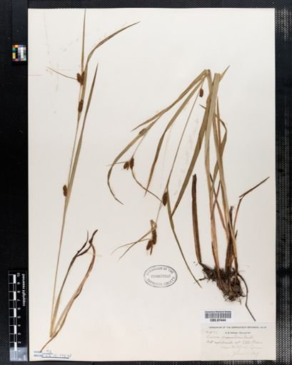 Carex granularis