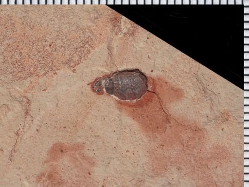 undet. Coleoptera