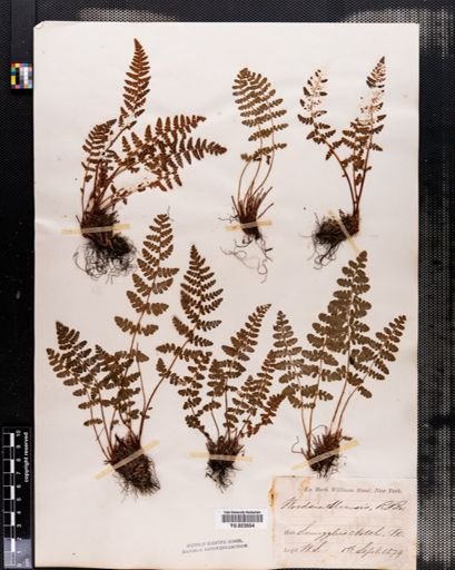 Woodsia ilvensis