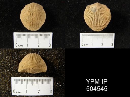 Atrypa reticularis