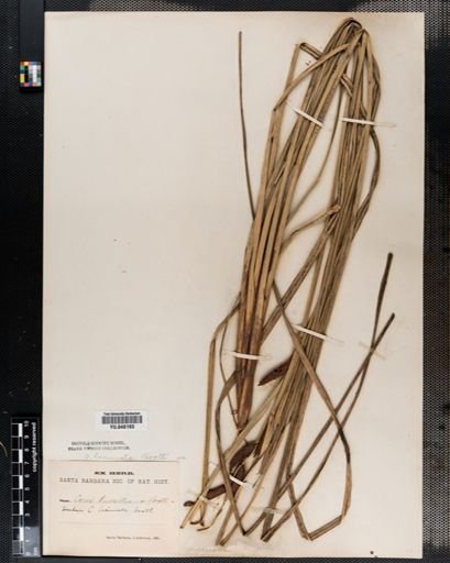 Carex