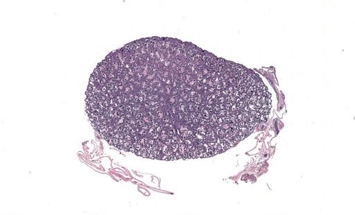 Rana clamitans
