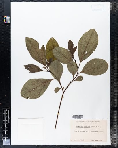 Sassafras albidum