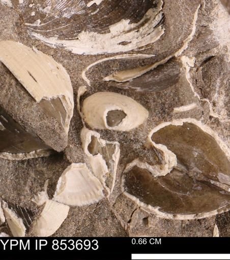 Limopsis striatopunctatus