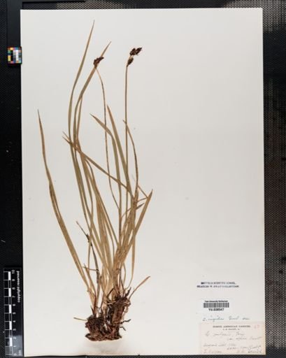 Carex bigelowii