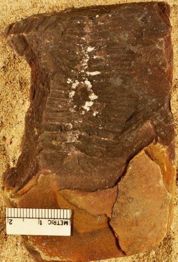 Calamites