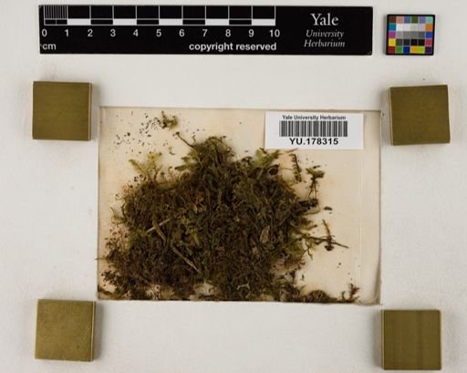 Plantae