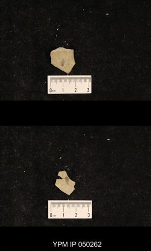 undet. Hexapoda