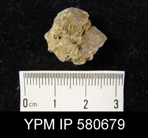 Plectorthis?