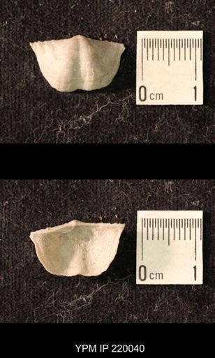 Chonetina flemingi alata