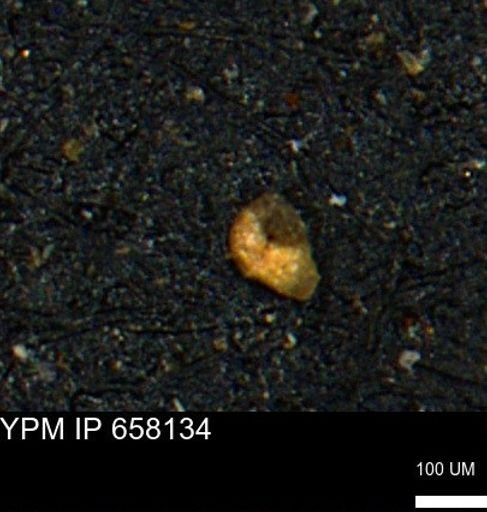 undet. Foraminiferida