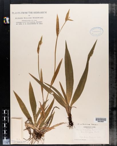 Carex laxiflora