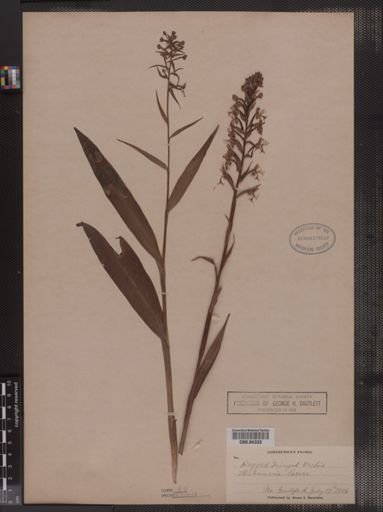 Habenaria lacera