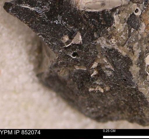Scaphopoda