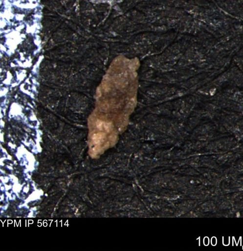 Verneuilina canadensis