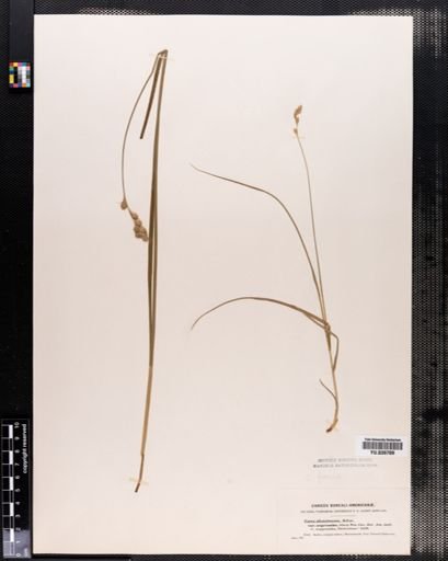 Carex