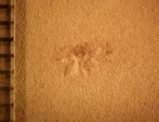 Curculionidae?