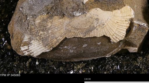 Parallelodon sp.