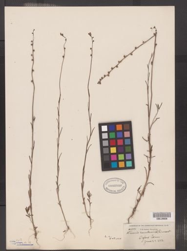Linaria canadensis