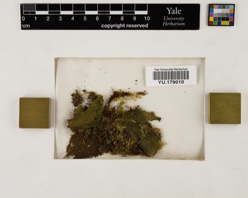 Plantae