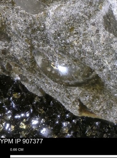 undet. Mollusca