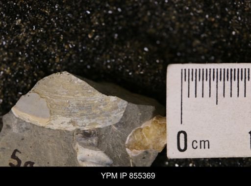 Baculites sp.
