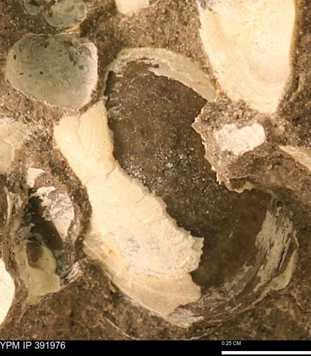 Protocardia sp.