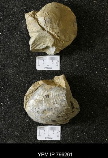 Inoceramus barabini