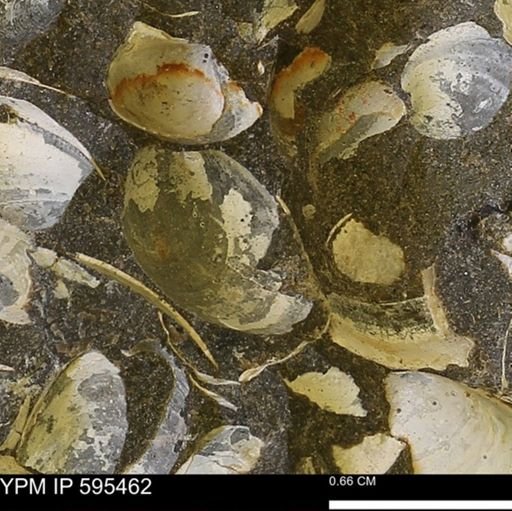 Protocardia sp.