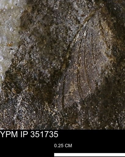 Limopsis striatopunctatus