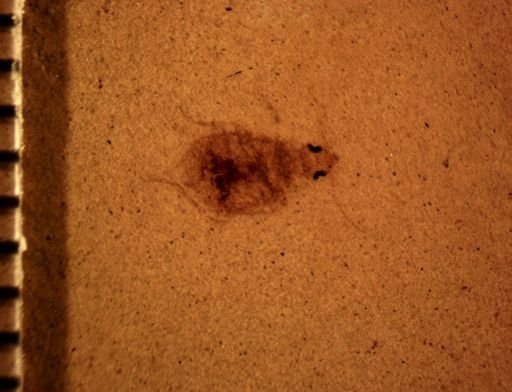undet. Carabidae