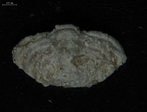 Hystricurus