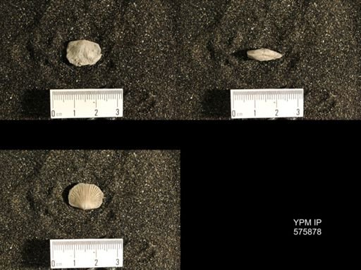 Dinorthis subquadrata