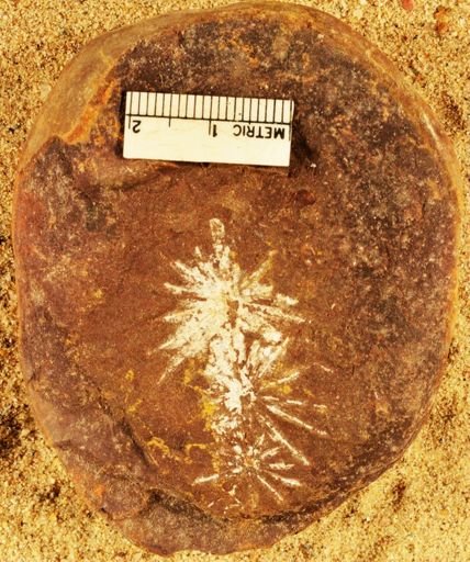 Annularia