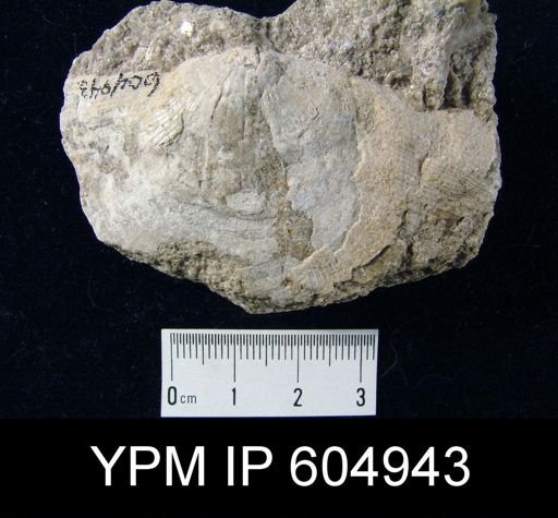 Derbyia sp.