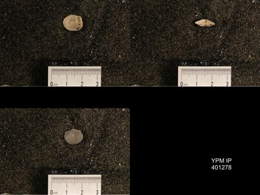Orthis (Plectorthis) dichotoma