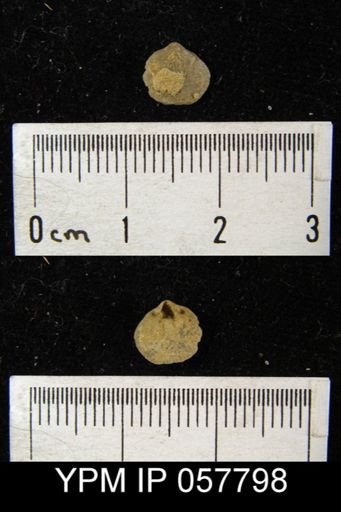 Rhipidomella oblata
