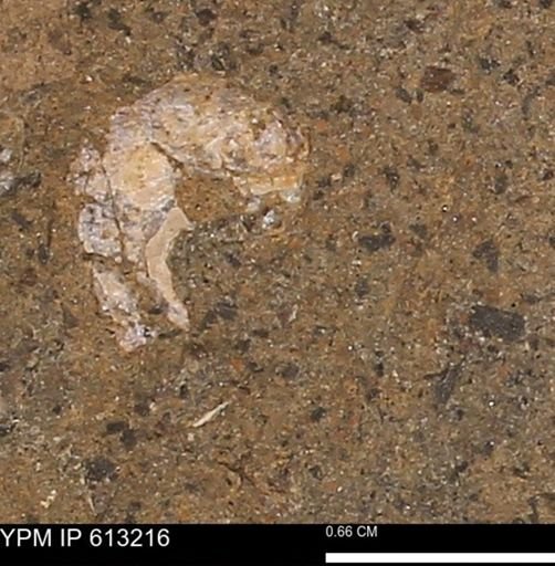 Scaphites sp.