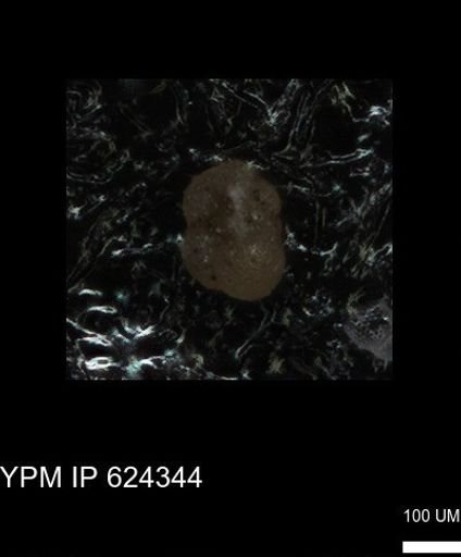 undet. Foraminiferida