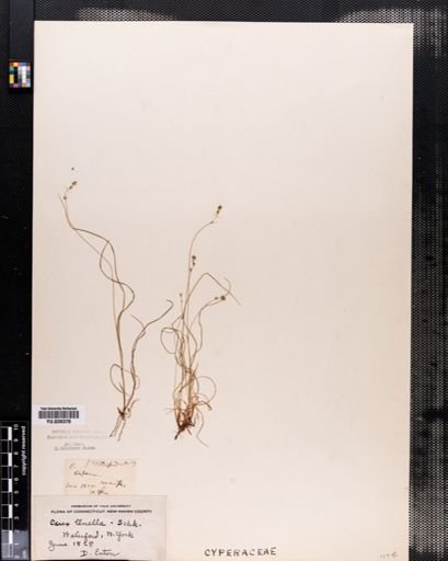 Carex disperma