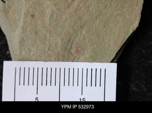 Marrellomorpha