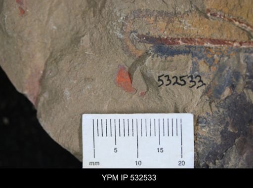 Kiaerograptus?