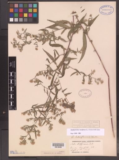 Symphyotrichum lateriflorum