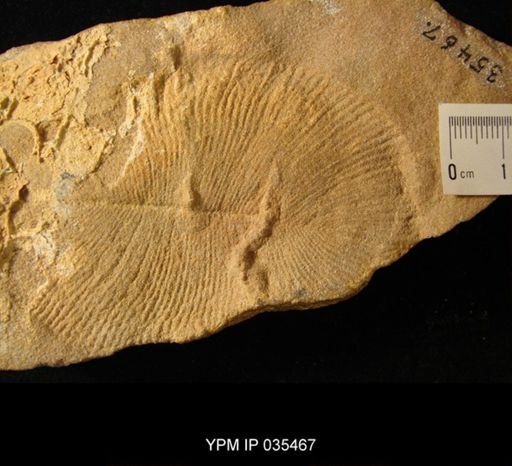 Dickinsonia costata