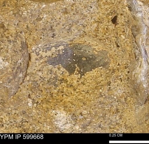 Protocardia subquadrata